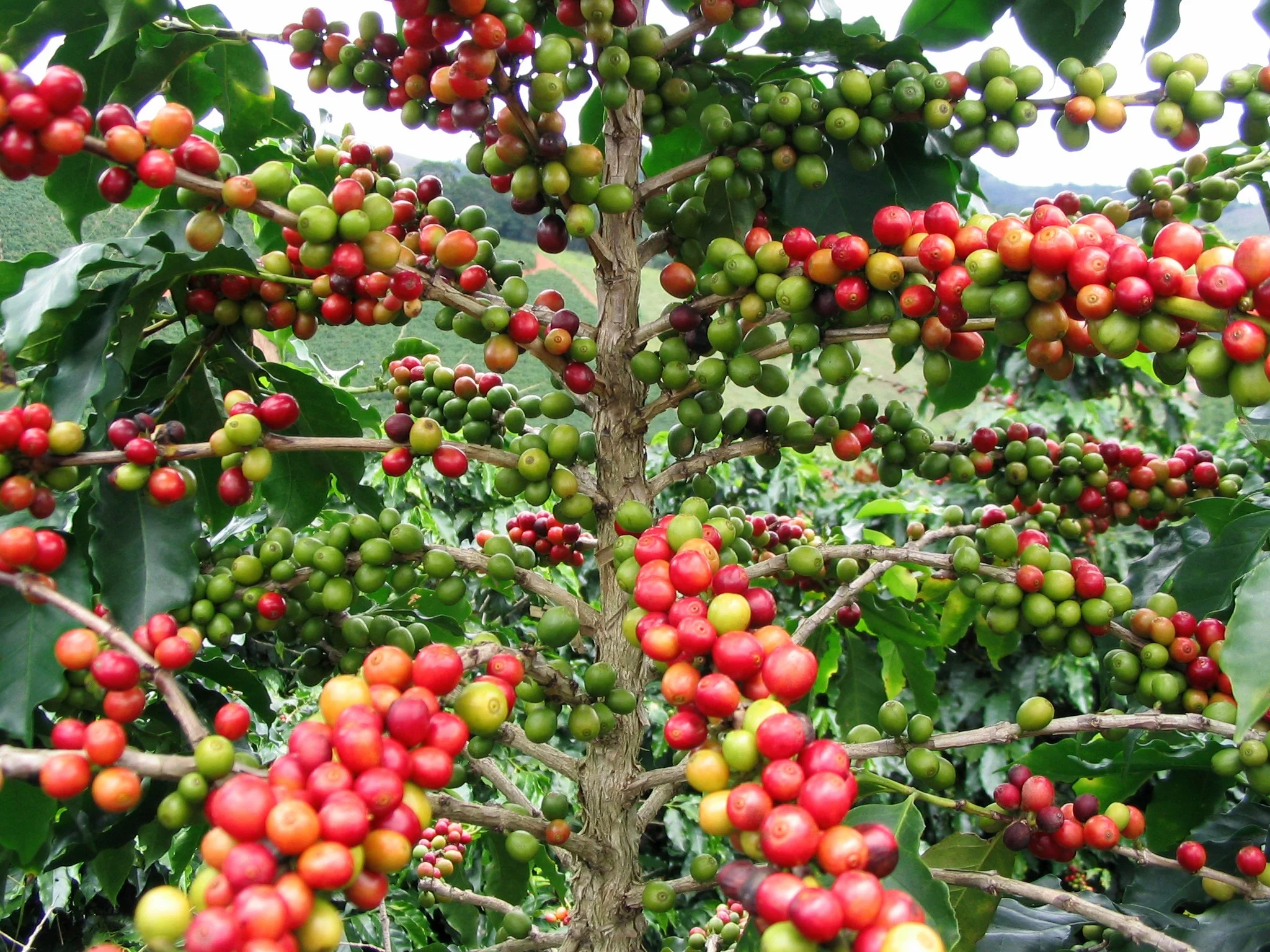 Cafeteria 15 Coffee Company, de Sorocaba, torra em loja grãos da própria fazenda em Minas