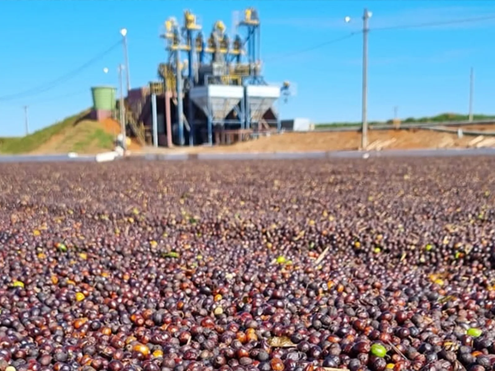 Colheita de café arábica chega a 99% no Cerrado Mineiro, com um dos melhores rendimentos dos últimos anos